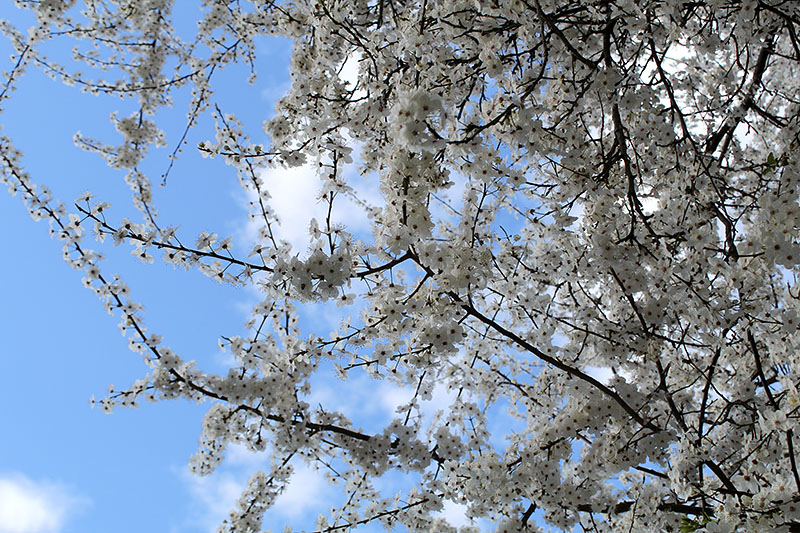 „I teď mě nazývají výstředníkem./Ještě teď nemám vlastní dům.“ (Nanao Sakaki, překlad Jiří Wein)